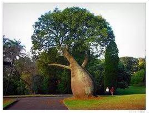 植物界的吉尼斯世界紀錄