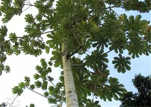 植物界的吉尼斯世界紀錄