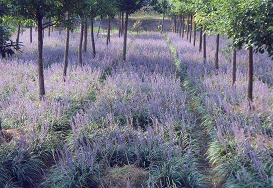 園林景觀功能栽植的4種方式