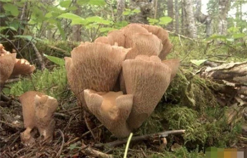 英國200年間竟有421個物種面臨滅絕