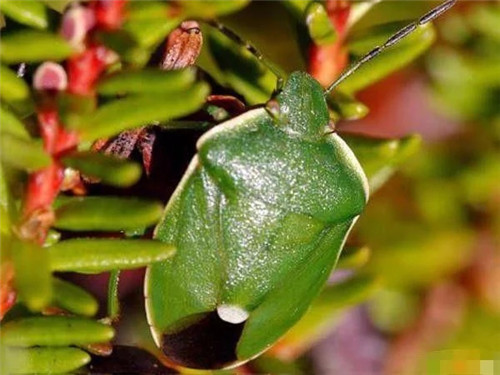 英國200年間竟有421個物種面臨滅絕