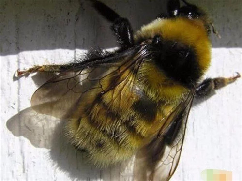 英國200年間竟有421個物種面臨滅絕