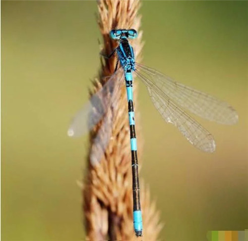 英國200年間竟有421個物種面臨滅絕
