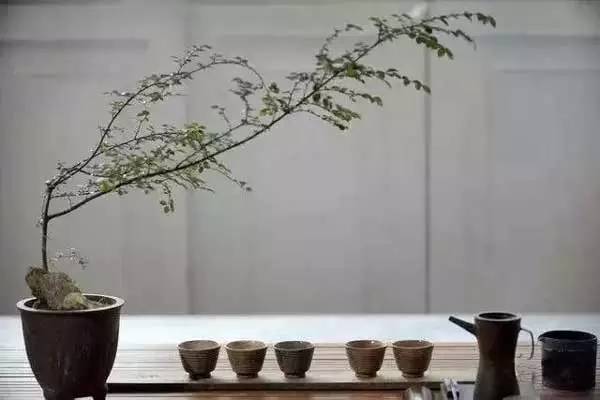 關(guān)于茶藝中用到的那些插花