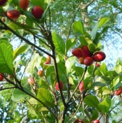 城里人從來都沒見過的，國寶級的珍貴植物
