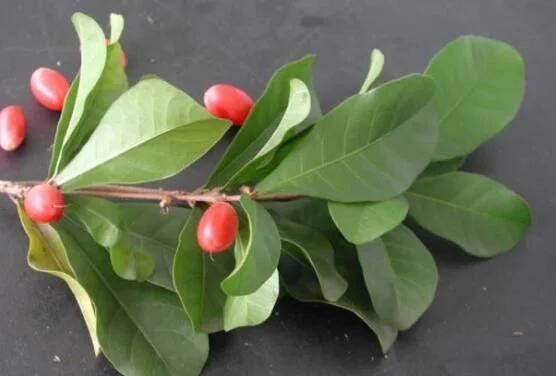 城里人從來都沒見過的，國寶級的珍貴植物