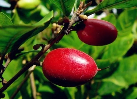 城里人從來都沒見過的，國寶級的珍貴植物