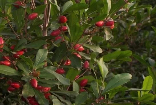 城里人從來都沒見過的，國寶級的珍貴植物