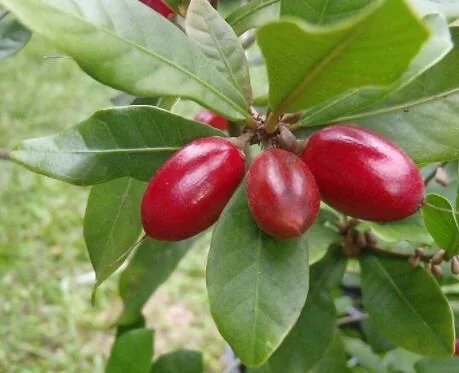 城里人從來都沒見過的，國寶級的珍貴植物