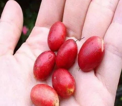 城里人從來(lái)都沒(méi)見(jiàn)過(guò)的，國(guó)寶級(jí)的珍貴植物