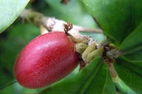 城里人從來(lái)都沒(méi)見(jiàn)過(guò)的，國(guó)寶級(jí)的珍貴植物