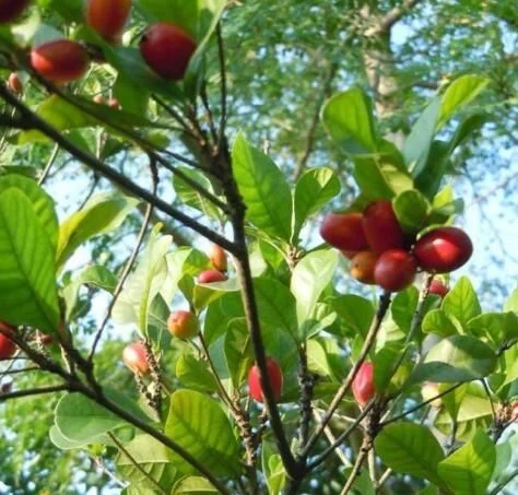 城里人從來(lái)都沒(méi)見(jiàn)過(guò)的，國(guó)寶級(jí)的珍貴植物