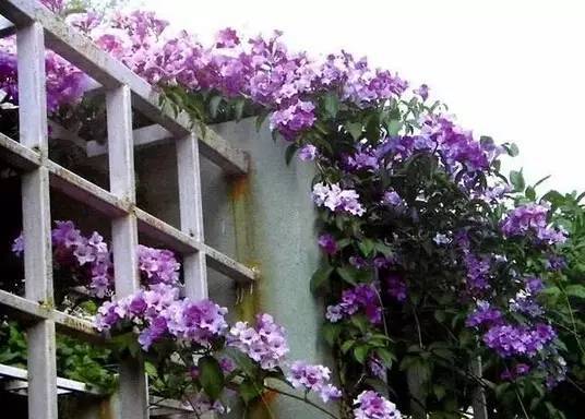 陽臺爬藤植物,這種你可能還沒種過