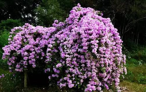 陽臺爬藤植物,這種你可能還沒種過