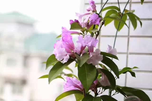 陽臺爬藤植物,這種你可能還沒種過