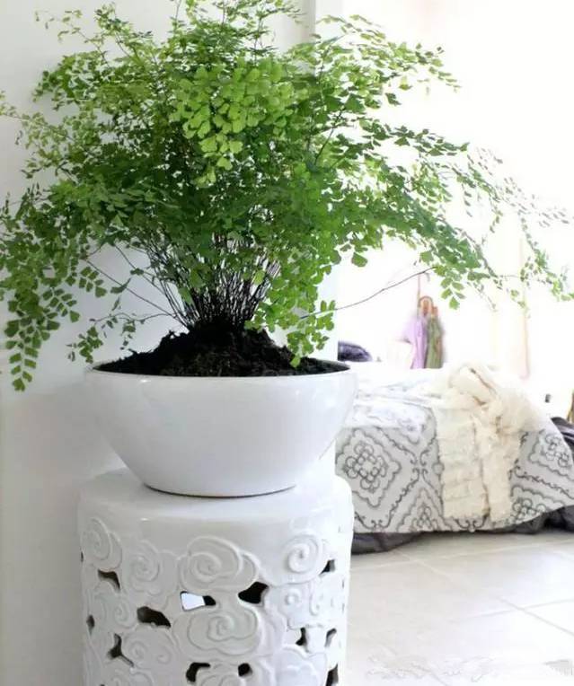 光線不好也能養的植物,給你推薦這10種