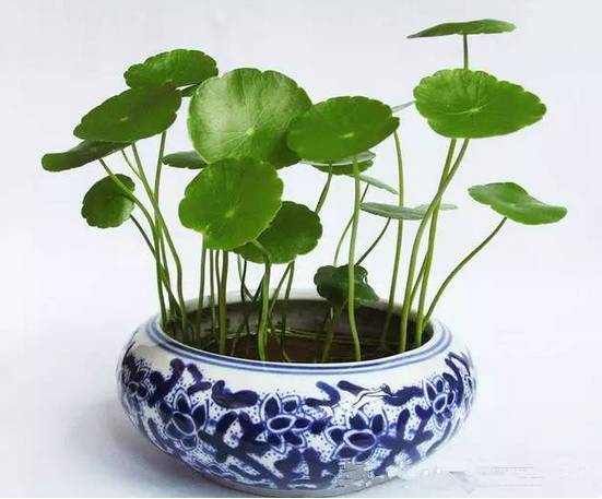 光線不好也能養的植物,給你推薦這10種