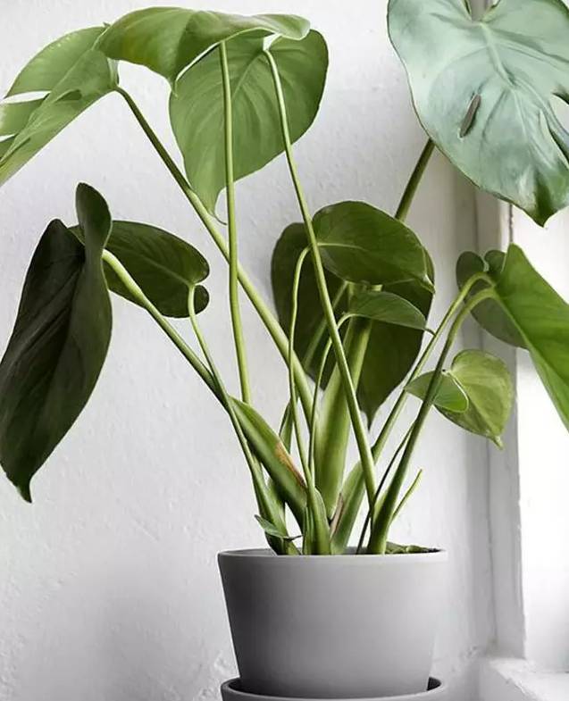 光線不好也能養的植物,給你推薦這10種