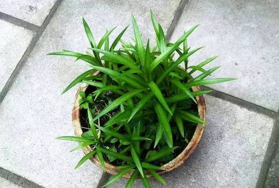 光線不好也能養的植物,給你推薦這10種