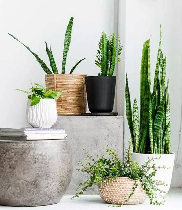 光線不好也能養的植物,給你推薦這10種