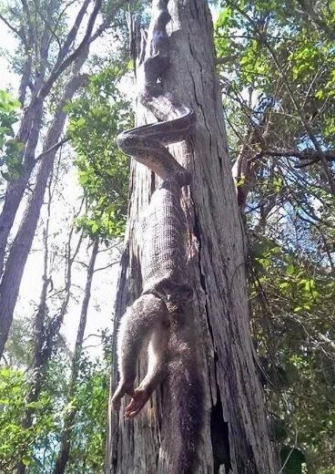 小伙探險途中偶遇“異樣樹木”受驚嚇