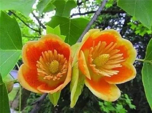 中國特有珍稀Ⅱ級重點保護植物