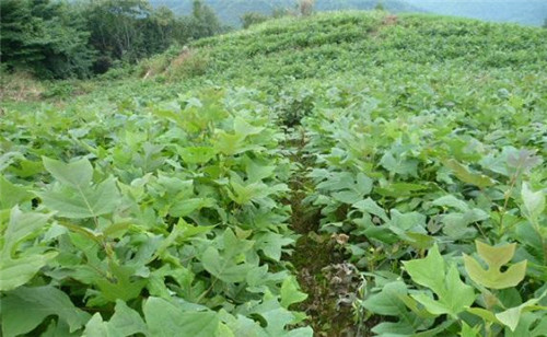 中國特有珍稀Ⅱ級重點保護植物