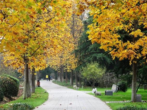 中國特有珍稀Ⅱ級重點保護植物