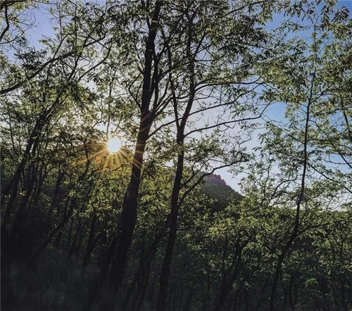 陜西武帝山國家森林公園古樹名木