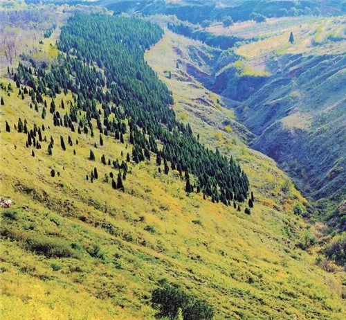 陜西武帝山國家森林公園古樹名木