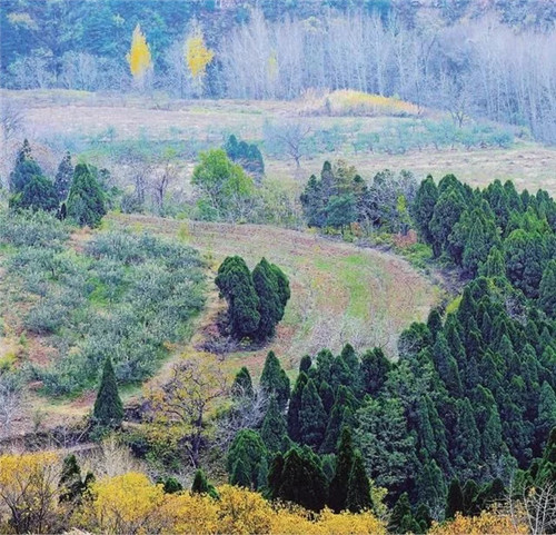 陜西武帝山國家森林公園古樹名木