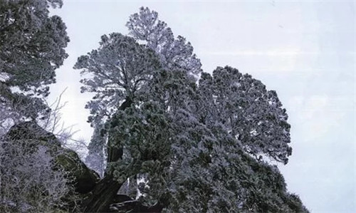 陜西武帝山國家森林公園古樹名木