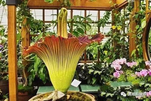 地球上10大臭得無法言語的植物