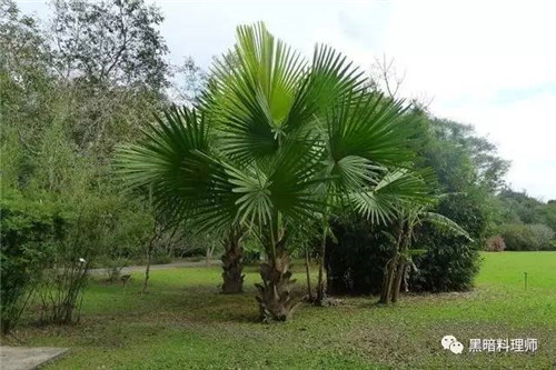 地球上10大臭得無法言語的植物