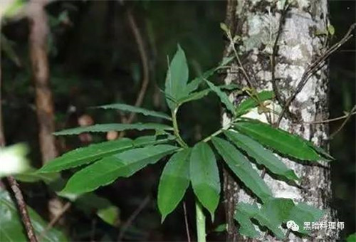 地球上10大臭得無(wú)法言語(yǔ)的植物