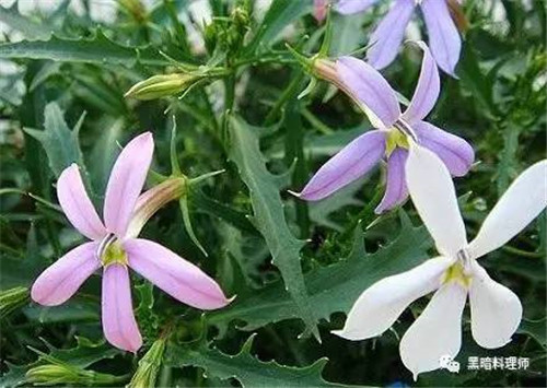 地球上10大臭得無(wú)法言語(yǔ)的植物