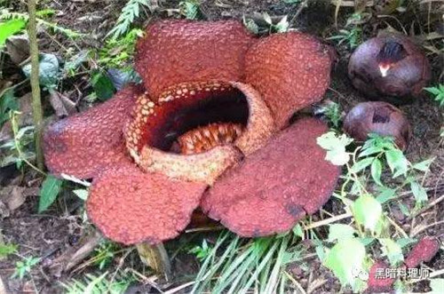 地球上10大臭得無(wú)法言語(yǔ)的植物