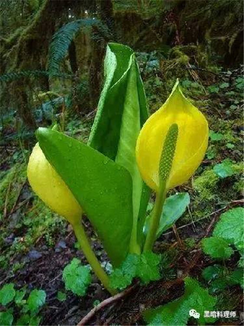 地球上10大臭得無(wú)法言語(yǔ)的植物