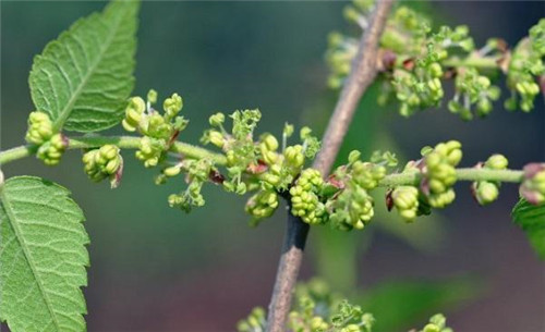 中國(guó)Ⅱ級(jí)重點(diǎn)保護(hù)野生植物——櫸樹(shù)
