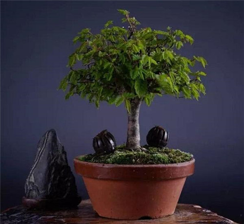 中國(guó)Ⅱ級(jí)重點(diǎn)保護(hù)野生植物——櫸樹(shù)