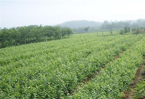 中國(guó)Ⅱ級(jí)重點(diǎn)保護(hù)野生植物——櫸樹(shù)