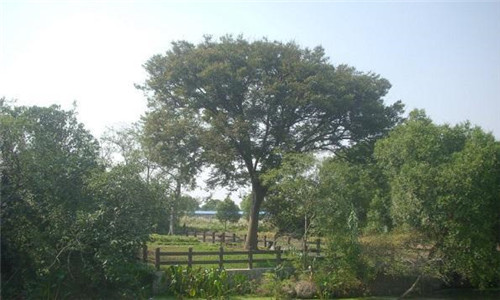 中國(guó)Ⅱ級(jí)重點(diǎn)保護(hù)野生植物——櫸樹(shù)