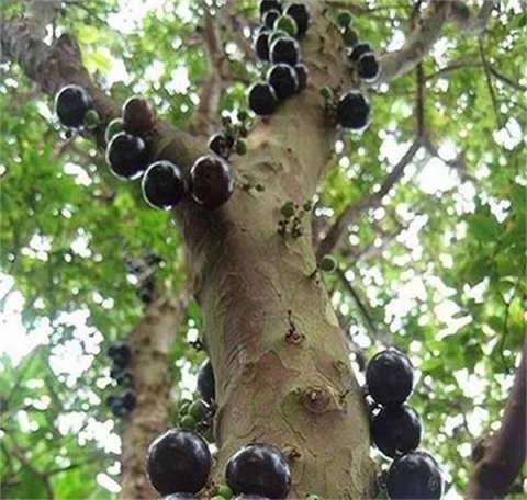 巴西圣保羅州樹林中發現奇怪的樹木