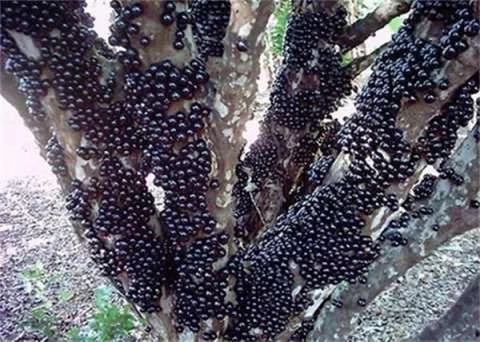 巴西圣保羅州樹林中發現奇怪的樹木