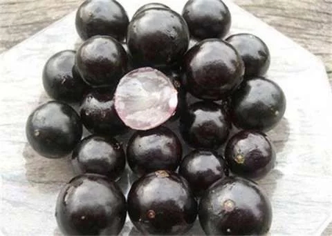 巴西圣保羅州樹林中發現奇怪的樹木