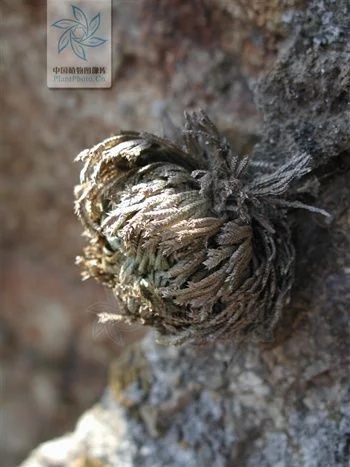 植物中的小強——九死還魂草