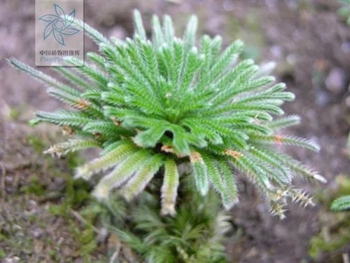 植物中的小強——九死還魂草