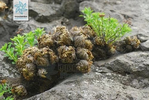 植物中的小強——九死還魂草