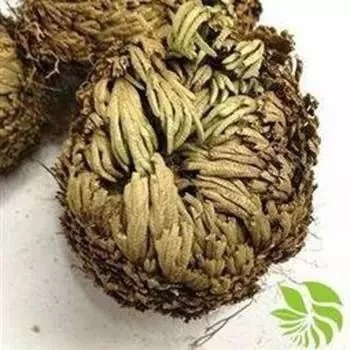 植物中的小強——九死還魂草