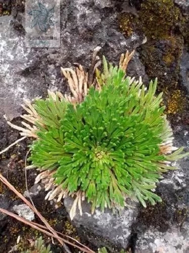 植物中的小強——九死還魂草